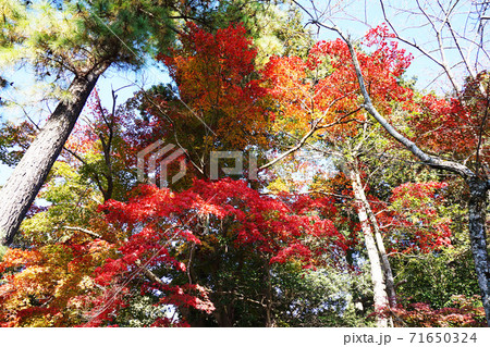 神社の紅葉 71650324