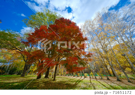 北見市の紅葉 北見市の紅葉 71651172