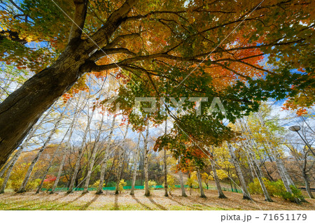 北見市の紅葉 北見市の紅葉 71651179