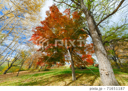 北見市の紅葉 北見市の紅葉 71651187
