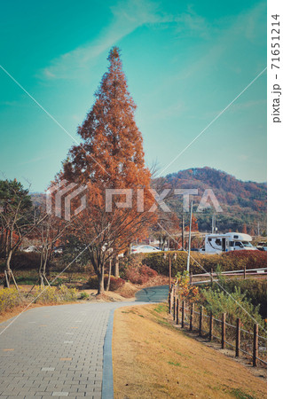 植物 装飾 花 71651214