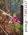 花 秋 コスモス 71651217