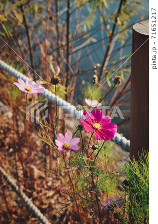 花 秋 コスモス 71651217