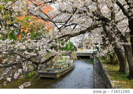 高瀬川一之船入 高瀬舟と桜 高瀬川一之船入 高瀬舟と桜 71651260