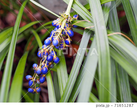 ノシランの種子 71651287