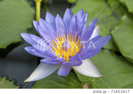 水面に咲くスイレンの花のクローズアップの写真素材