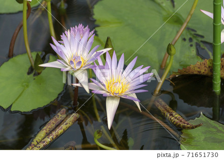 水面に咲くスイレンの花のクローズアップの写真素材