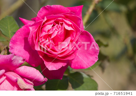 赤色薔薇の花 秋に咲く薔薇 の写真素材