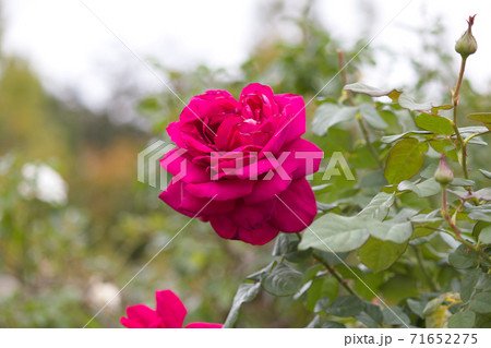 赤色薔薇の花 秋に咲く薔薇 の写真素材