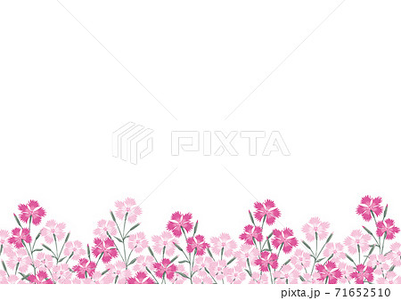 Nadeshiko Flower Illustration Background Stock Illustration