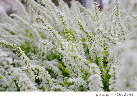 満開の雪柳 満開の雪柳 71652643