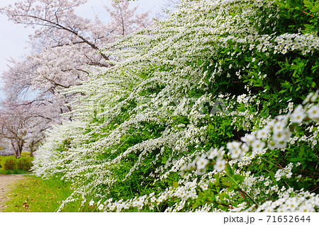 雪柳と桜 71652644