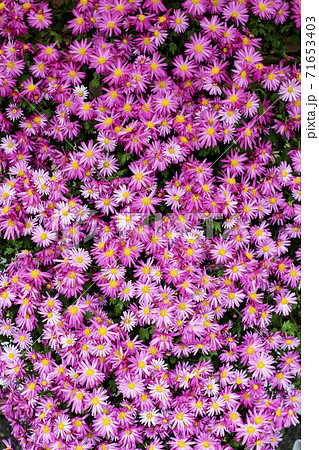 小さなピンク色のたくさんの菊の花の写真素材