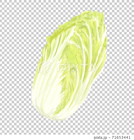 Chinese cabbage with colored pencil touch 71653441