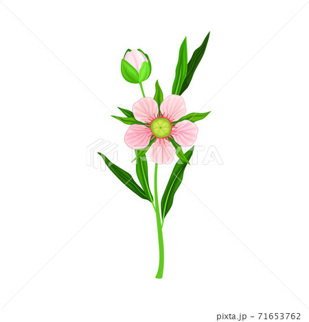 Manuka or Tea Tree Pink Flower with Five Petals on Tall Leafy Stem Vector Illustration 71653762
