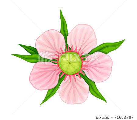 Showy Flower of Manuka Flowering Plant with Pink Petals Vector Illustration Showy Flower of Manuka Flowering Plant with Pink Petals Vector Illustration 71653787