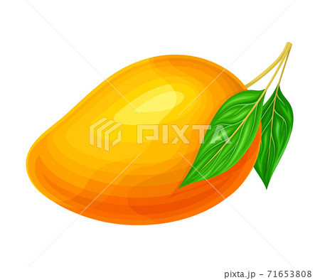 Mature Mango with Waxy Smooth Skin and Stem Vector Illustration 71653808