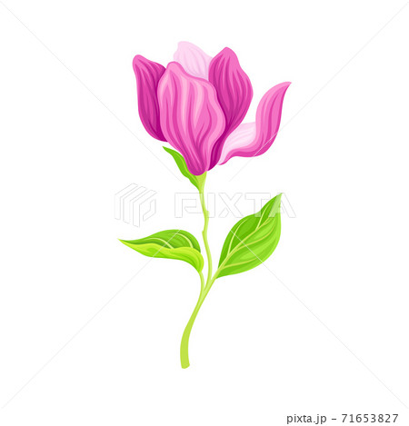 Magnolia Flower Bud with Showy Petals on Green Stalk Vector Illustration 71653827