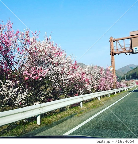 花桃街道 71654054