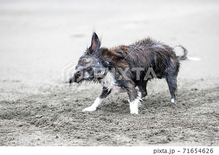 水に濡れて体をブルブルと震わせる犬の写真素材