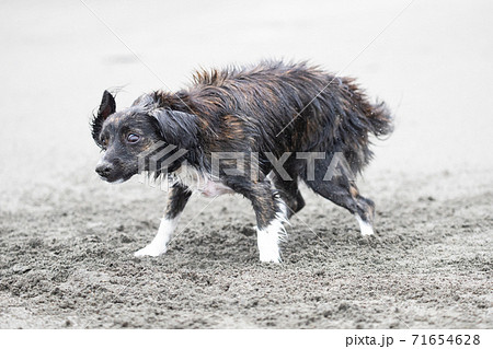 水に濡れて体をブルブルと震わせる犬の写真素材