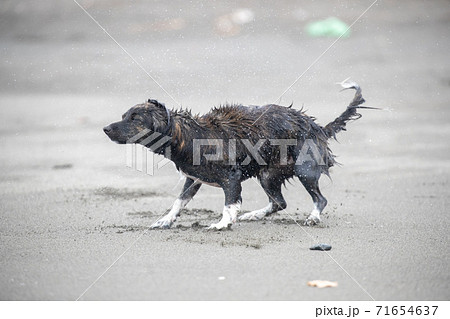 水に濡れて体をブルブルと震わせる犬の写真素材