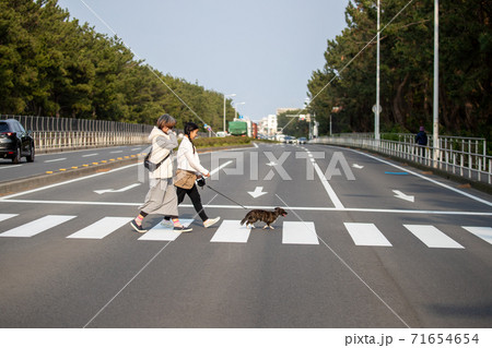 横断歩道を渡る親子と犬 横断歩道を渡る親子と犬 71654654