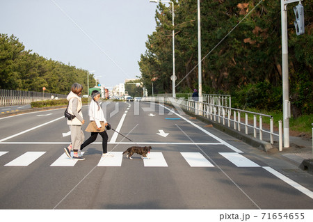 横断歩道を渡る親子と犬 71654655