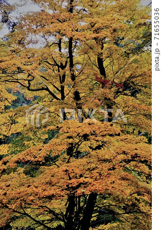 岐阜県白川白山天生(あまう)湿原の紅葉 71655036