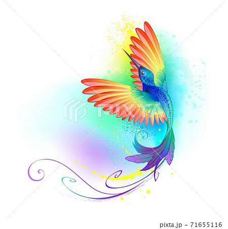 Splendid rainbow hummingbird 71655116