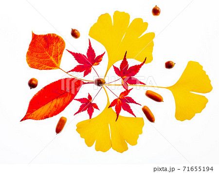 紅葉した落ち葉 紅葉した落ち葉 71655194
