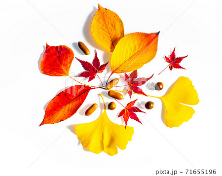 紅葉した落ち葉 71655196