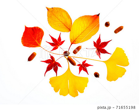 紅葉した落ち葉 紅葉した落ち葉 71655198