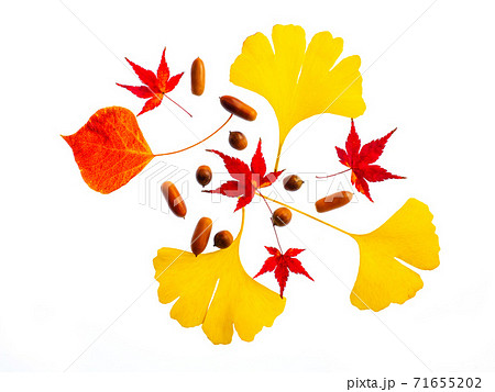 紅葉した落ち葉 紅葉した落ち葉 71655202