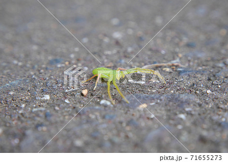 ワカバグモの幼体 ワカバグモの幼体 71655273