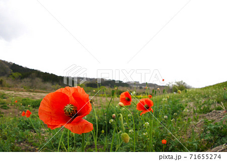 ヒナゲシ ヒナゲシ 71655274