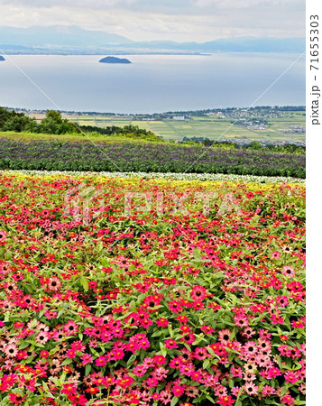 箱館山コキアパークの風景 箱館山コキアパークの風景 71655303