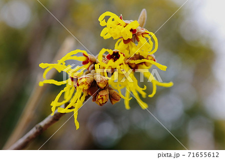 マンサクの花の写真素材