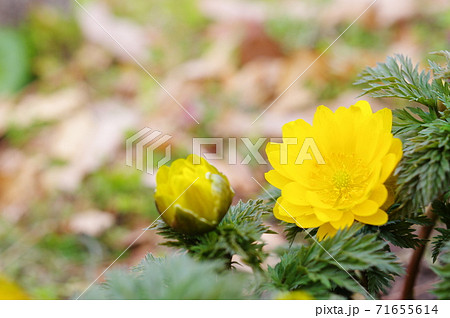 福寿草の花とつぼみ 71655614