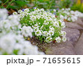 花壇で咲くスイートアリッサム 71655615