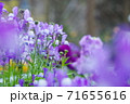 花壇で咲く薄紫色のリナリア 71655616
