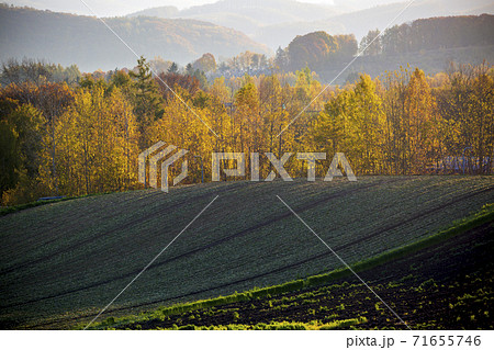 早朝の美瑛の風景　北海道美瑛町 71655746