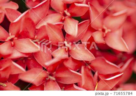 満開のサンタンカの花 満開のサンタンカの花 71655784