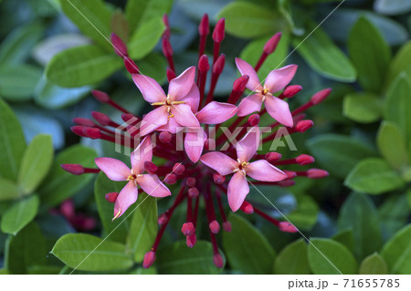 満開のサンタンカの花の写真素材