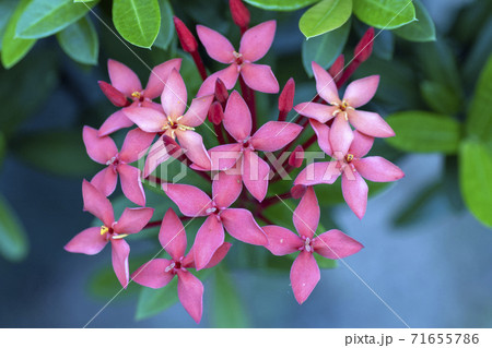 満開のサンタンカの花 71655786