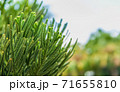 Norfolk pine leaves with beautiful bokeh 71655810