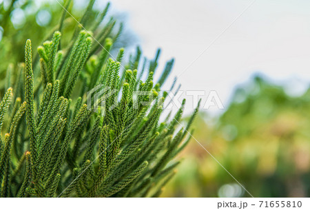 Norfolk pine leaves with beautiful bokeh 71655810