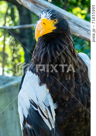 オオワシ 大鷲 おおわし 鳥 タカ カッコいい の写真素材