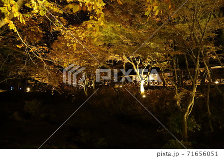 六甲高原植物園・ライトアップ（兵庫県神戸市灘区六甲山町） 71656051