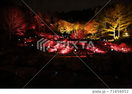 六甲高原植物園・ライトアップ（兵庫県神戸市灘区六甲山町） 71656052